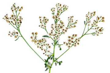 Branch of achilles millefolium (achillea millefolium) hard flowering.