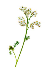 Fototapeta na wymiar Branch of achilles millefolium (achillea millefolium) hard flowering.