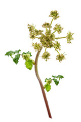 Angelica branch (angelica archangelica) on white background.