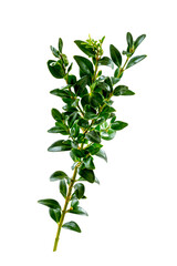 Twig of boxwood (buxus sempervirens) on white background.