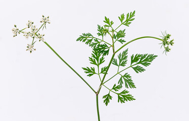 Obraz premium Spotted hemlock (conium maculatum). Vegetals