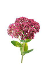 Flowering twig of Hylotelephinium télephium or remarkable stonecrop.