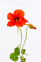 Nasturtium flowers with leaves on white background cutout.