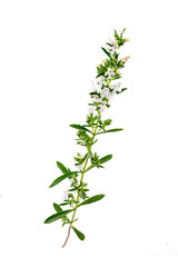 Sprig of blooming savory (santureia hortensis) on white background.