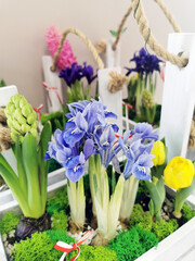 Purple flowers of irises, pink hyacinths, yellow tulips with green leaves. Flower arrangement in decorative boxes. Interior design for office, home.