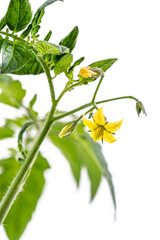 Close up on flowers and small tomatoes on white background.