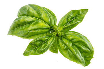 Fototapeta premium Close up of roman basil (ocimum basillcum) leaves top view on white.