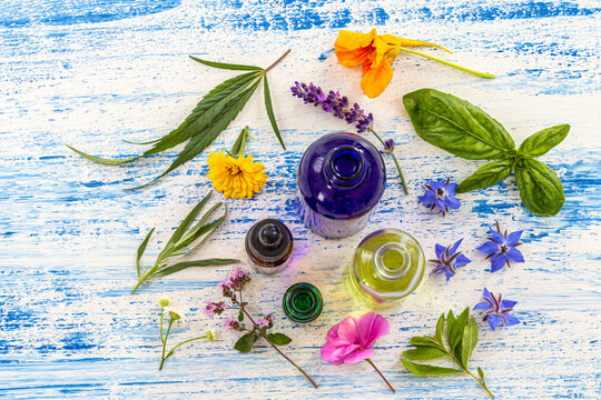 Medicinal plants around cosmetics food supplements essential oils.