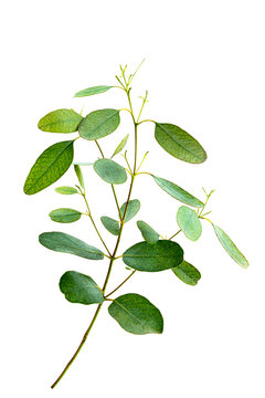 A sprig of eucalyptus parvifolia or eucalyptus parvula on a white.