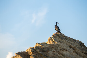 bird on the top of a rock