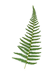 Male fern leaf of (drypoteris filix-mas) on black background cutout.