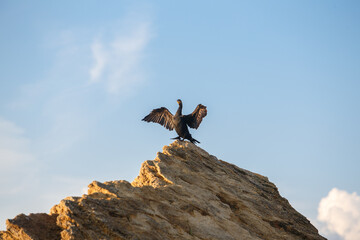 bird on the top of a rock with spreader wings