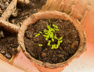 Basil seedlings in biodegradable pots on a wooden table. Green plants in peat pots and seeds.