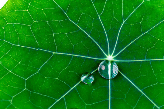 Water drops on nasturtium leaf (tropaeolum spp) close-up.