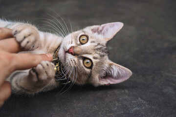 A gray kitten plays with the hand of a young girl, against the background of the road