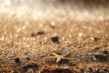 starfish with engagement ring on the sand