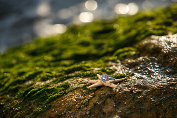 engagement ring on a starfish on the rock with seaweed 