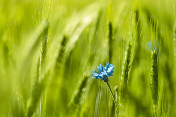 Blue corn flower on green field