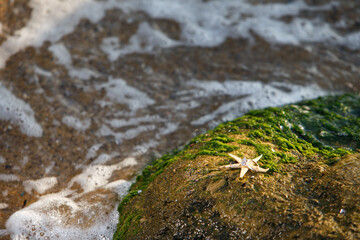 engagement ring on a starfish on the rock with seaweed 