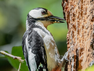Buntspecht bringt Futter für den Nachwuchs