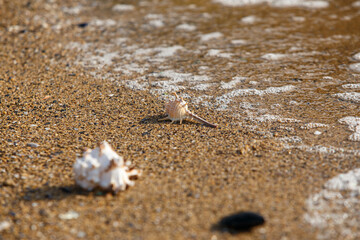 shell on the sand