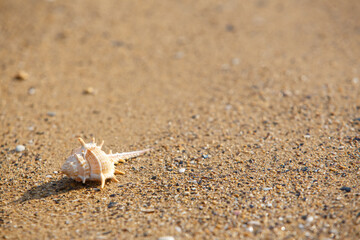 seashell on the beach