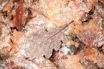 Neuschnee auf Laub
Herbst und Winter
Wald
Eichenblatt mit Schnee