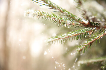 Tannennadeln
Wald
Winter
Schneeflocken
Neuschnee