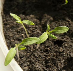 tomato seedlings on the windowsill small tomato sprouts