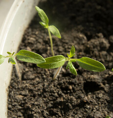 tomato seedlings on the windowsill small tomato sprouts