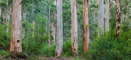 Panorama des Eukalyptuswaldes mit Karri-Bäumen (Eucalyptus diversicolor)