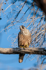 Peregrine Falcon (Falco peregrinus) in Bolsa Chica Ecological Reserve, California, USA