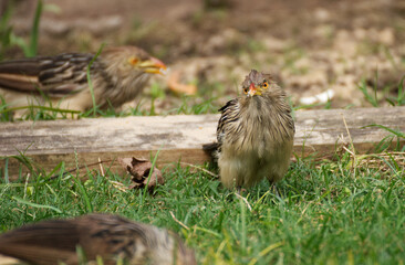 Guira bird hungry in the garden