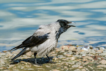 Hooded Crow (Corvus cornix) in park