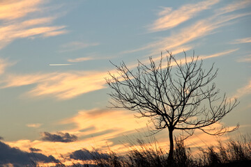 Tree and field grass against the sky during sunset.