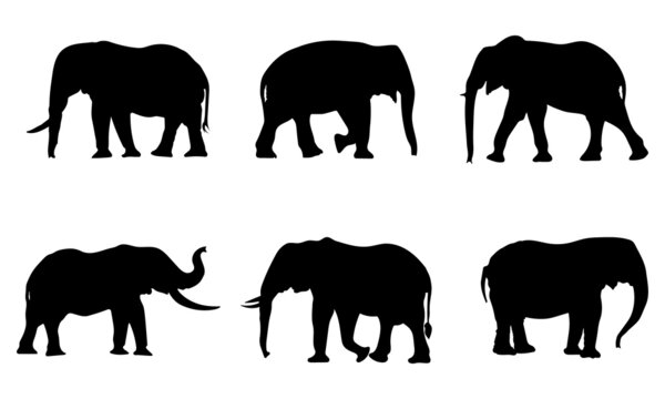 set of elephant silhouettes. Elephant shadow hand-drawn. Flat vector illustration.