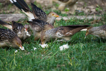 Guira bird hungry in the garden