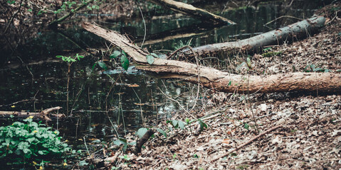 Broken logs and marigolds growing in the water