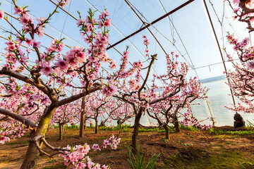 The peach trees in the greenhouse are in blossom