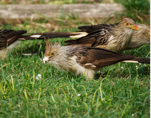 Guira bird hungry in the garden