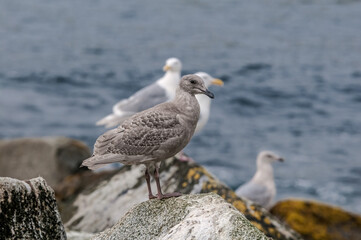 Fledgling and adult Glaucous-winged Gulls (Larus glaucescens) at Chowiet Island, Semidi Islands, Alaska, USA