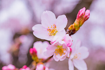 桜