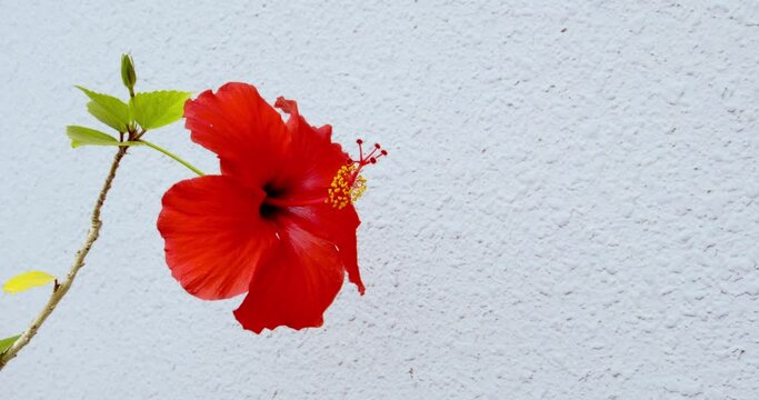 沖縄に咲くハイビスカスの花 沖縄の亜熱帯に咲く美しい花