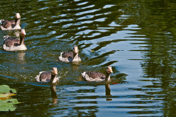 Greylag Geese (Anser anser) wint goslings in park, Germany