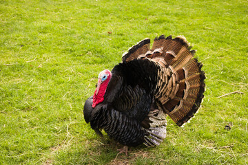 turkey in the field