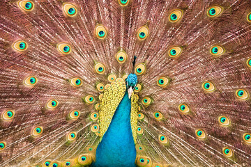 Obraz premium peacock with feathers out