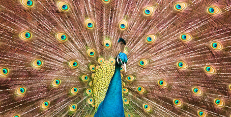 Obraz premium peacock with feathers out, full frame