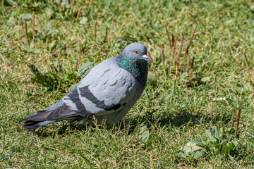Rock Dove (Columba livia) in park