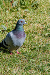 Rock Dove (Columba livia) in park