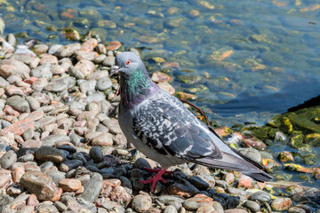 Rock Dove (Columba livia) in park